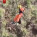 Vídeo mostra resgate de mulher encontrada em penhasco após ser dada como desaparecida em MG