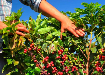 Produtor rural sustenta a força cafeeira de Patrocínio