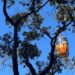 Valor do teleférico de Poços de Caldas sofre reajuste a partir de 1º de junho