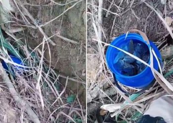 Polícia encontra drogas escondidas na raiz de árvore e prende três por tráfico em Itabirinha