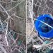 Polícia encontra drogas escondidas na raiz de árvore e prende três por tráfico em Itabirinha
